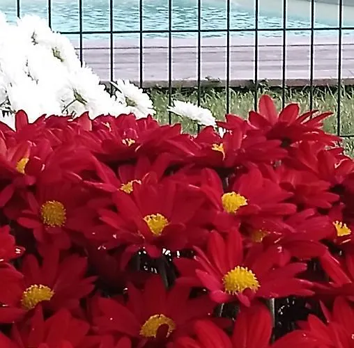 Blue Lagoon Suites & Spas Piscine Hotel Montauban