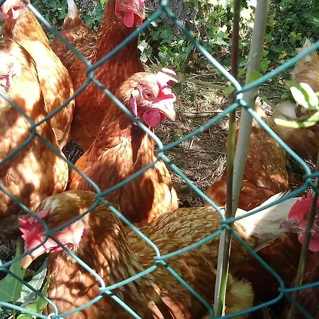 Blue Lagoon Suites & Spas Piscine Otel 3*