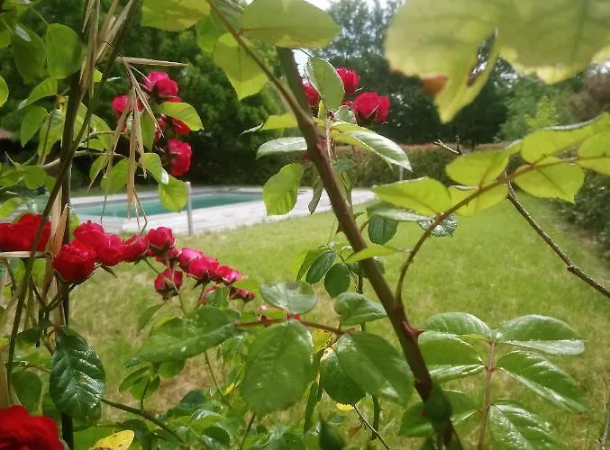 酒店 Blue Lagoon Suites & Spas Piscine