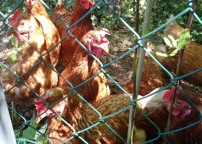 Blue Lagoon Suites & Spas Piscine 酒店 3*